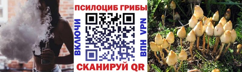 Галлюциногенные грибы Psilocybe  Купить закладки  Грязовец 